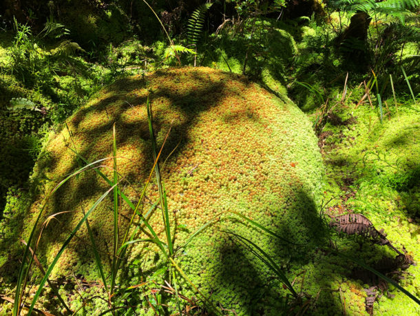 Wild Puff Balls.